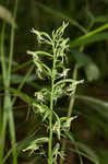 Green fringed orchid